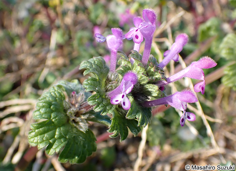 ホトケノザの花