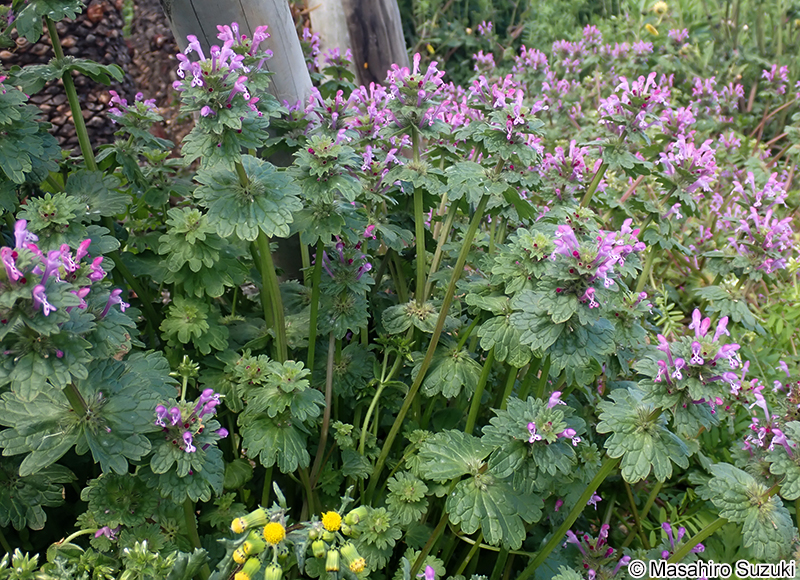 ホトケノザ Lamium amplexicaule