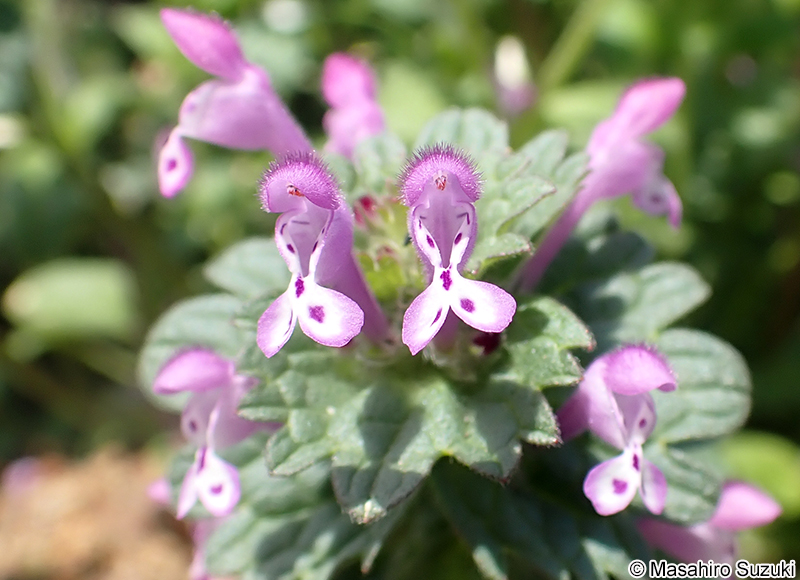 ホトケノザ Lamium amplexicaule