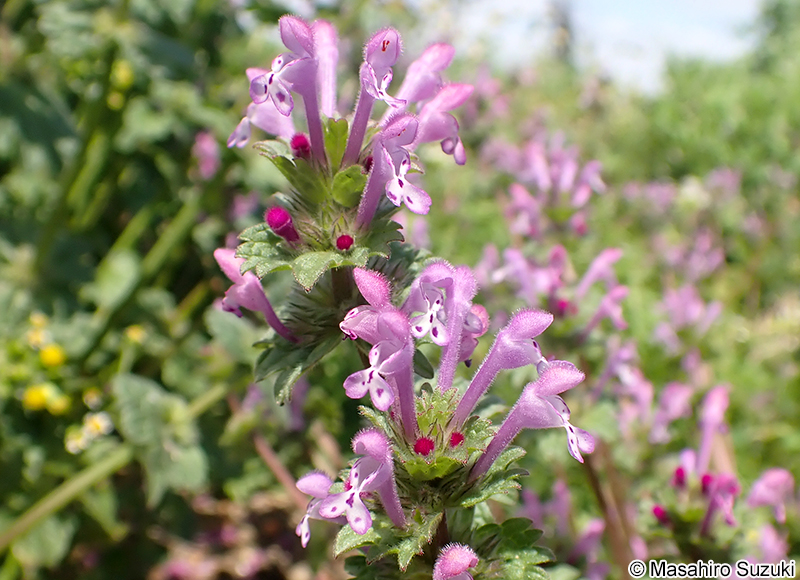 ホトケノザ Lamium amplexicaule