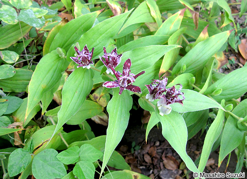 ホトトギス Tricyrtis hirta