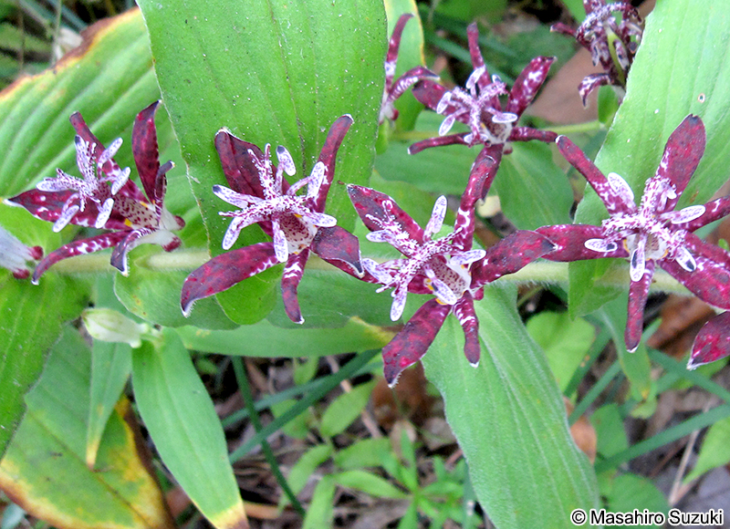 ホトトギス Tricyrtis hirta