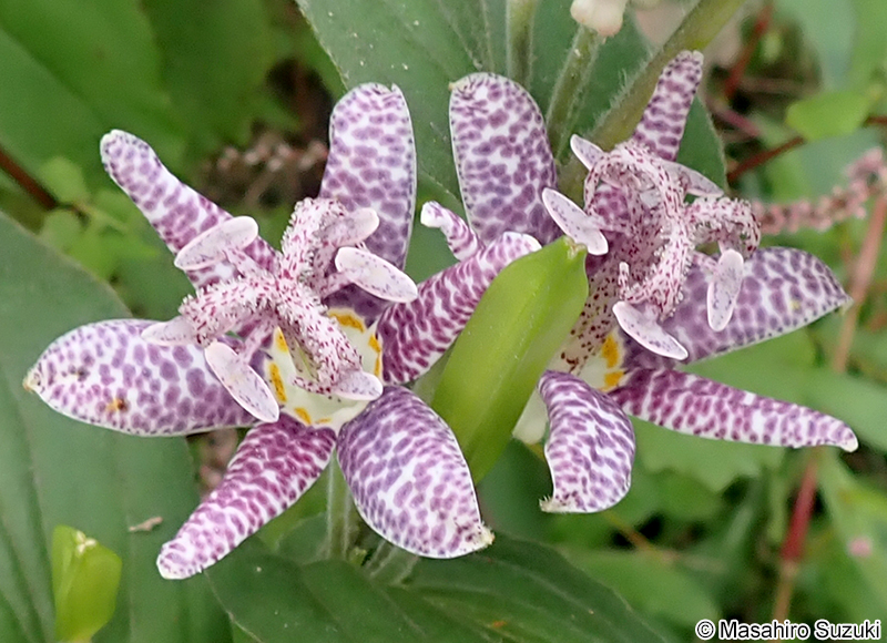 ホトトギス Tricyrtis hirta