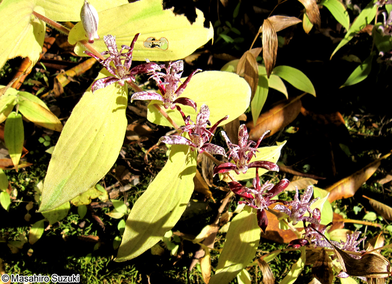 ホトトギス Tricyrtis hirta
