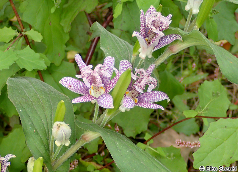 ホトトギス Tricyrtis hirta