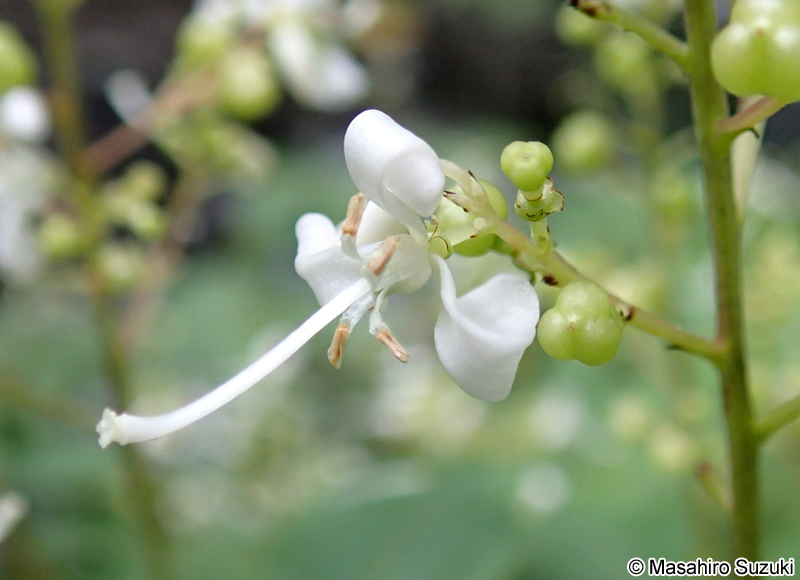ホツツジ Elliottia paniculata
