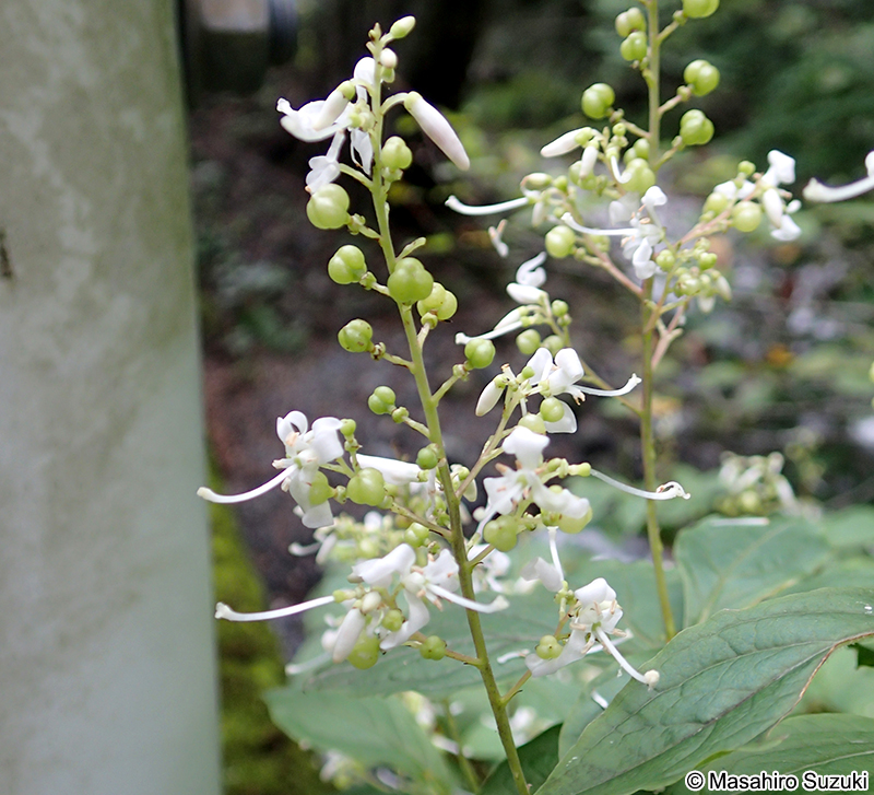 ホツツジ Elliottia paniculata