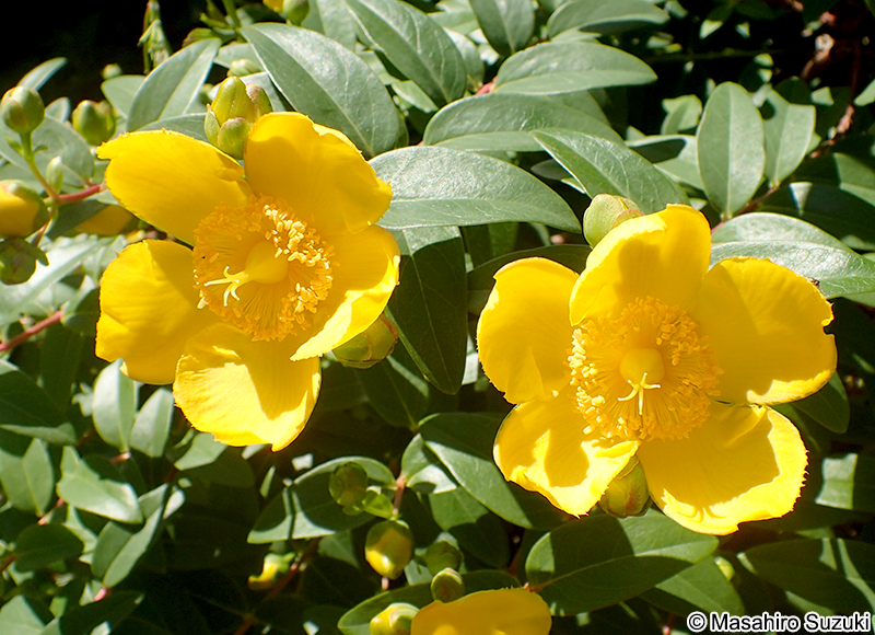 ヒペリカム・ヒドコート Hypericum patulum 'Hidcote'