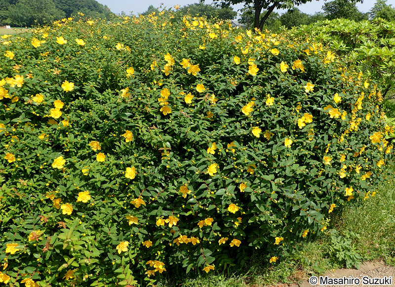 ヒペリカム・ヒドコート Hypericum patulum 'Hidcote'