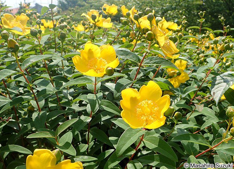 ヒペリカム・ヒドコート Hypericum patulum 'Hidcote'