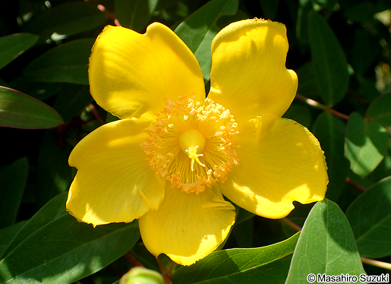 ヒペリカム・ヒドコート Hypericum patulum 'Hidcote'