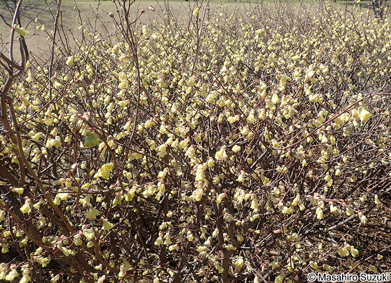ヒュウガミズキ Corylopsis pauciflora