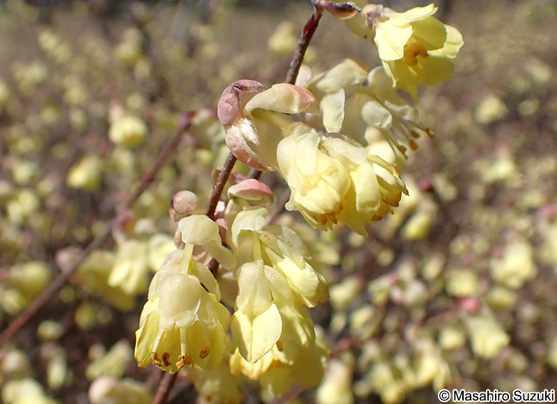 ヒュウガミズキ Corylopsis pauciflora