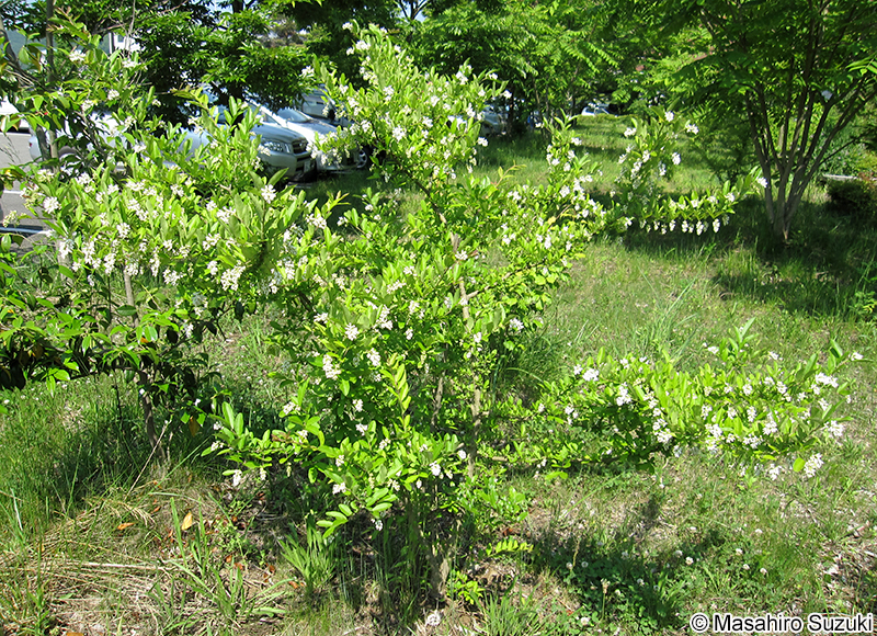 イボタノキ Ligustrum obtusifolium