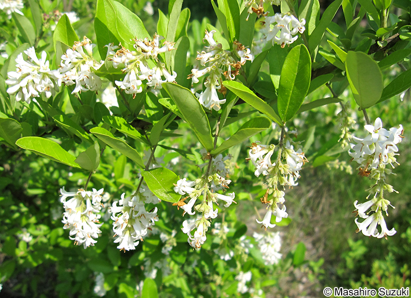 イボタノキ Ligustrum obtusifolium