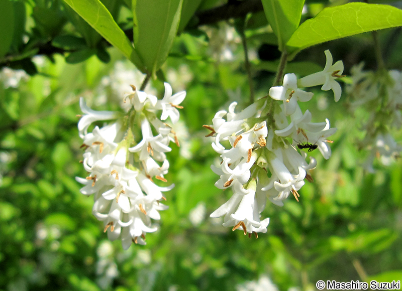 イボタノキ Ligustrum obtusifolium