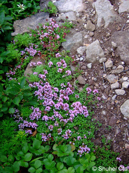 イブキジャコウソウ Thymus quinquecostatus