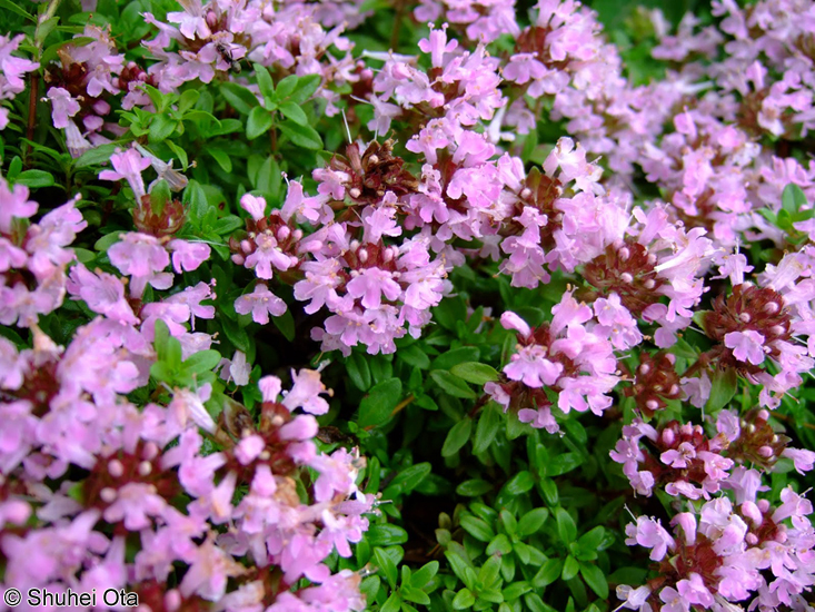 イブキジャコウソウ Thymus quinquecostatus