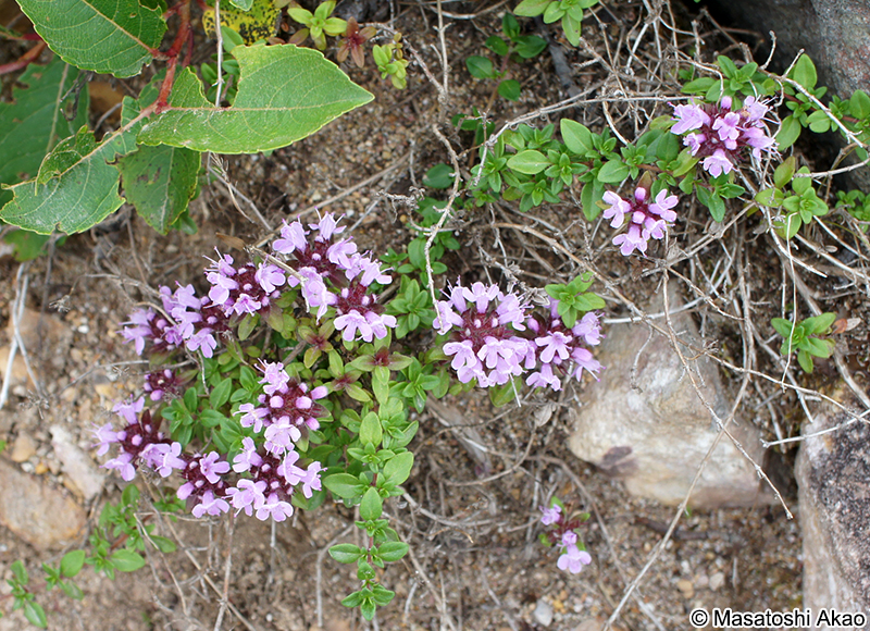 イブキジャコウソウ Thymus quinquecostatus