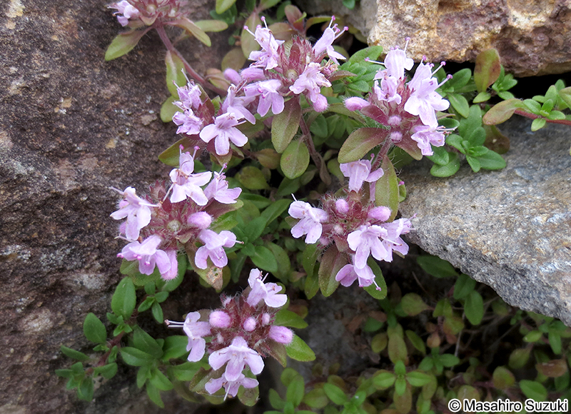 イブキジャコウソウ Thymus quinquecostatus