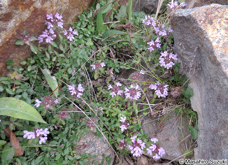 イブキジャコウソウ Thymus quinquecostatus
