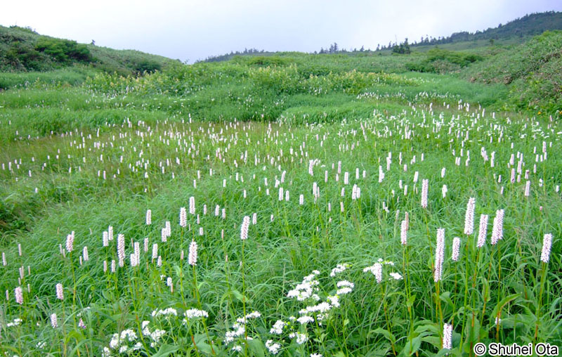 イブキトラノオ Bistorta officinalis subsp. japonica