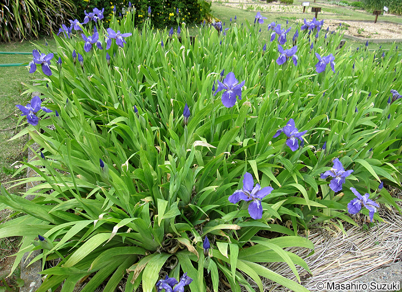 イチハツ Iris tectorum