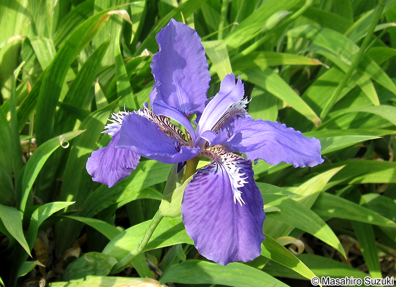 イチハツ Iris tectorum