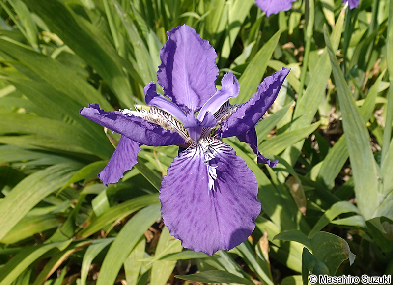 イチハツ Iris tectorum