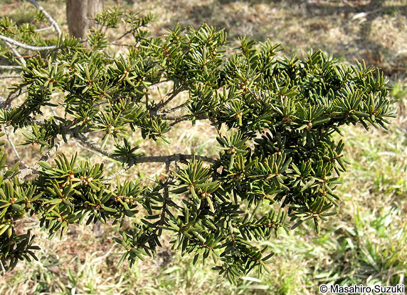 イチイ Taxus cuspidata