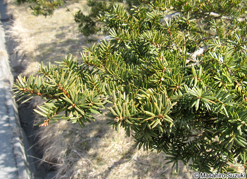 イチイ Taxus cuspidata