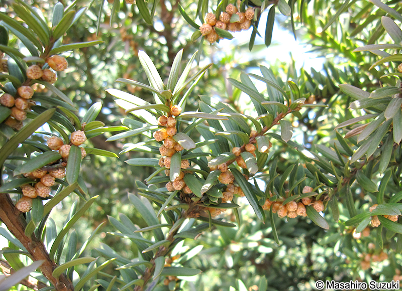 イチイ Taxus cuspidata