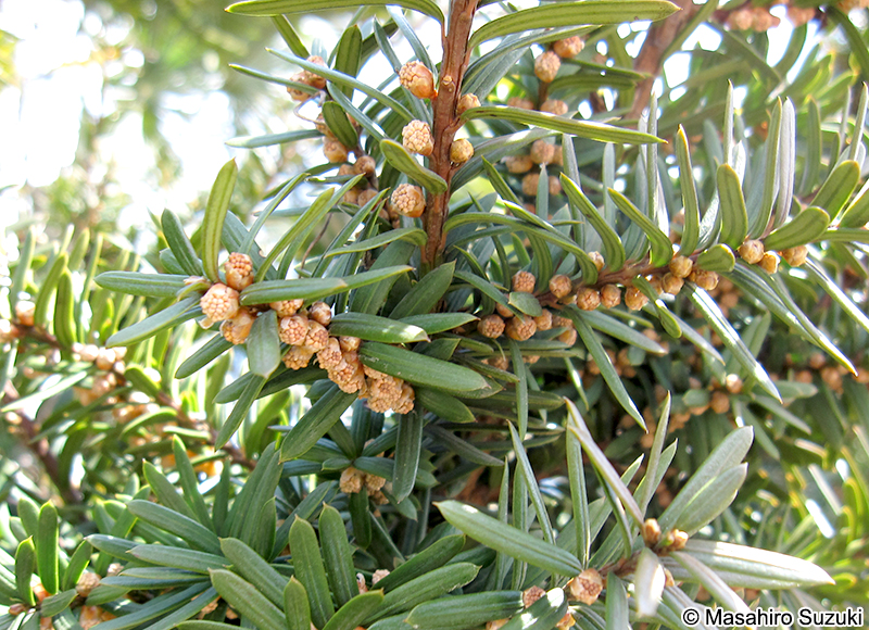 イチイ Taxus cuspidata
