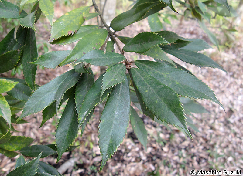 イチイガシ Quercus gilva