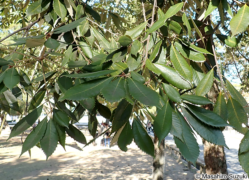 イチイガシ Quercus gilva