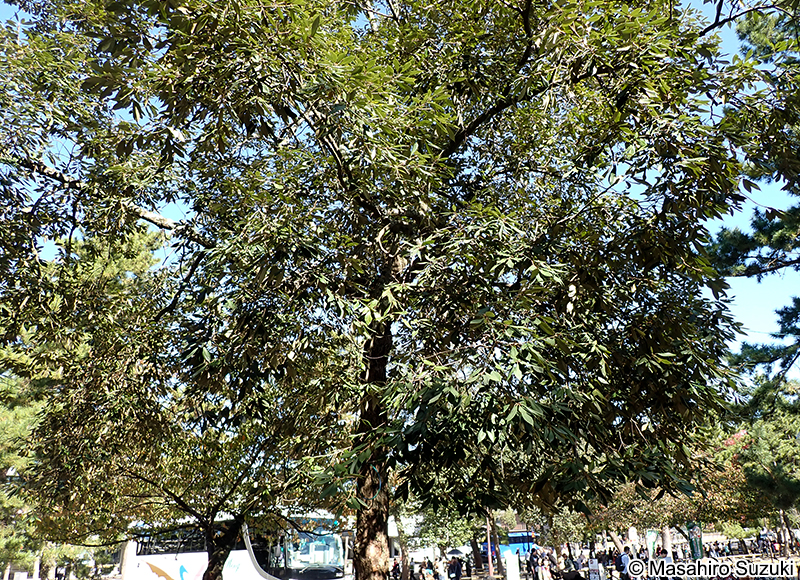 イチイガシ Quercus gilva