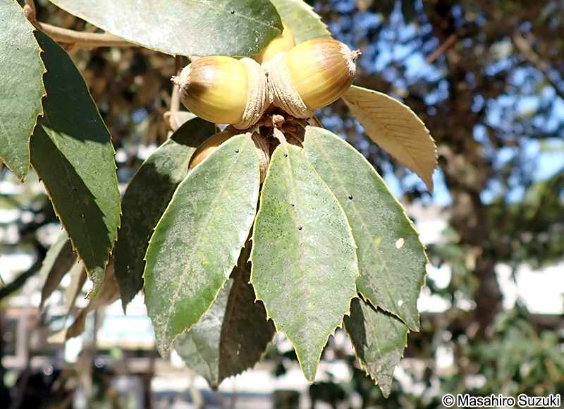 イチイガシの果実