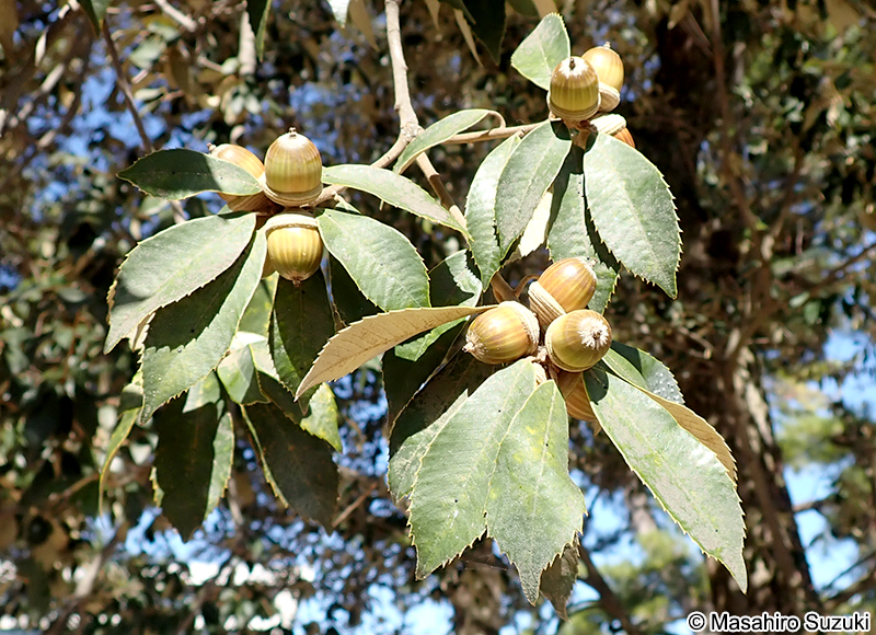 イチイガシの果実