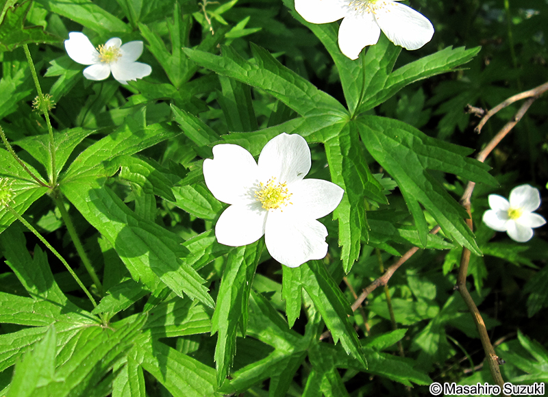 イチリンソウ Anemone nikoensis