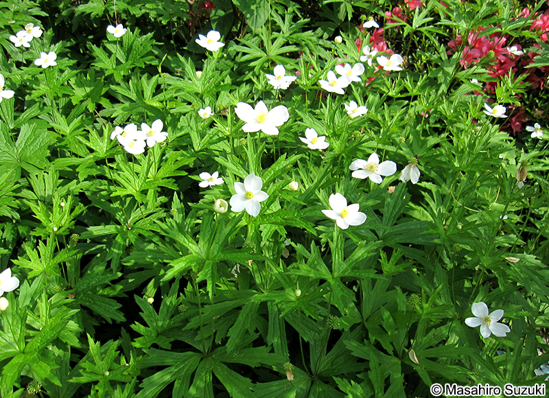 イチリンソウ Anemone nikoensis