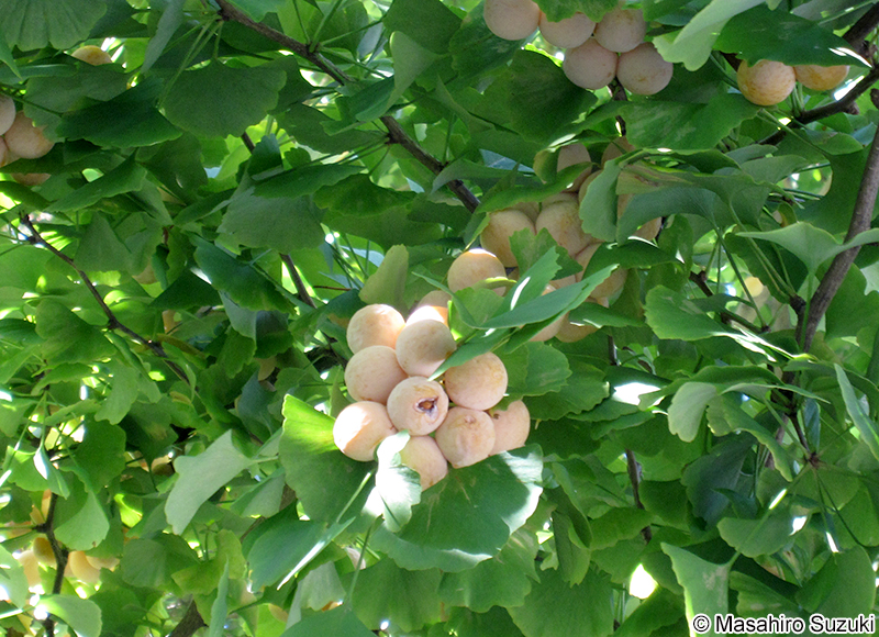 イチョウの果実