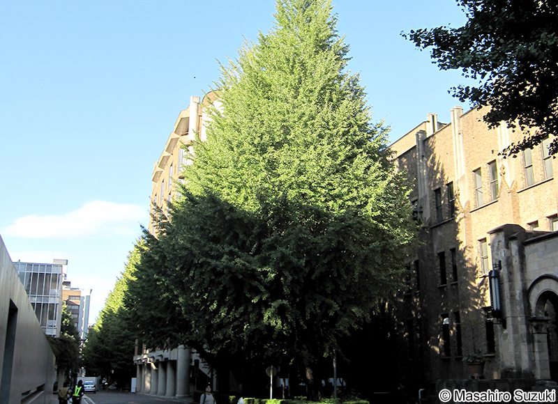 イチョウ Ginkgo biloba
