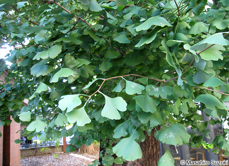 イチョウ Ginkgo biloba