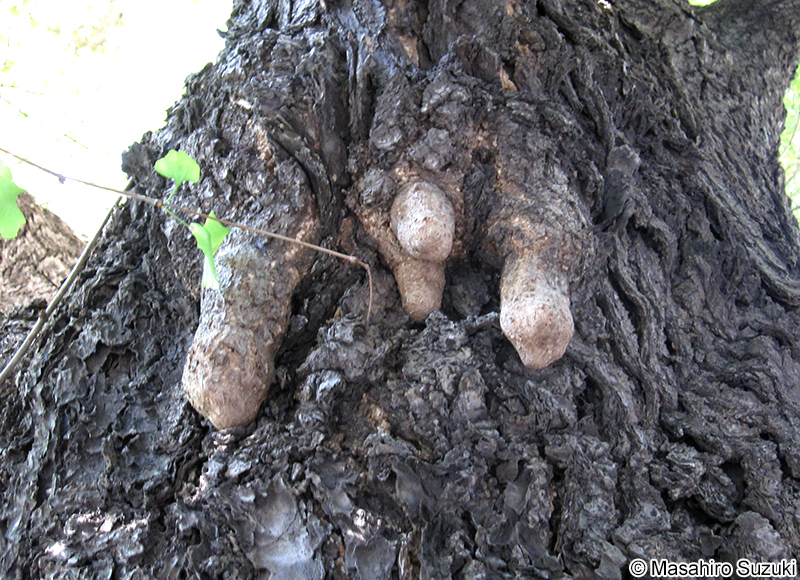 イチョウの乳