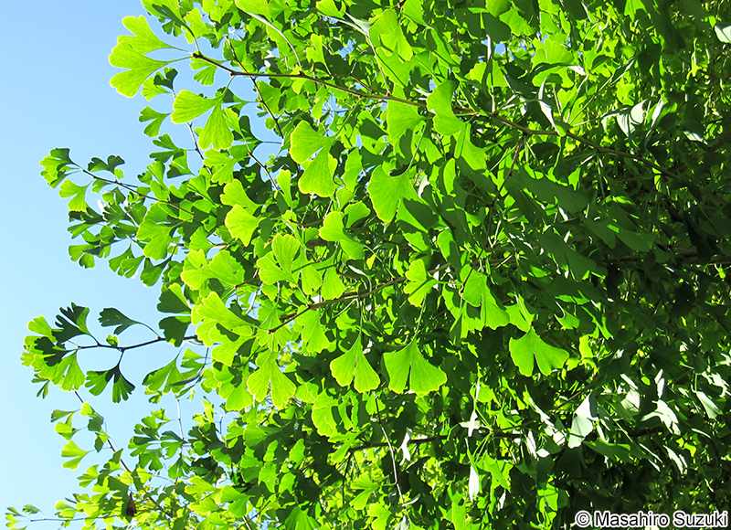 イチョウ Ginkgo biloba