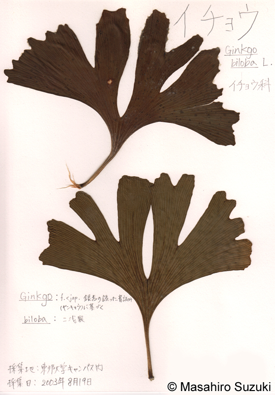 イチョウの押し葉