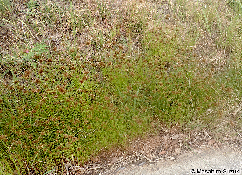 イガガヤツリ Cyperus polystachyos