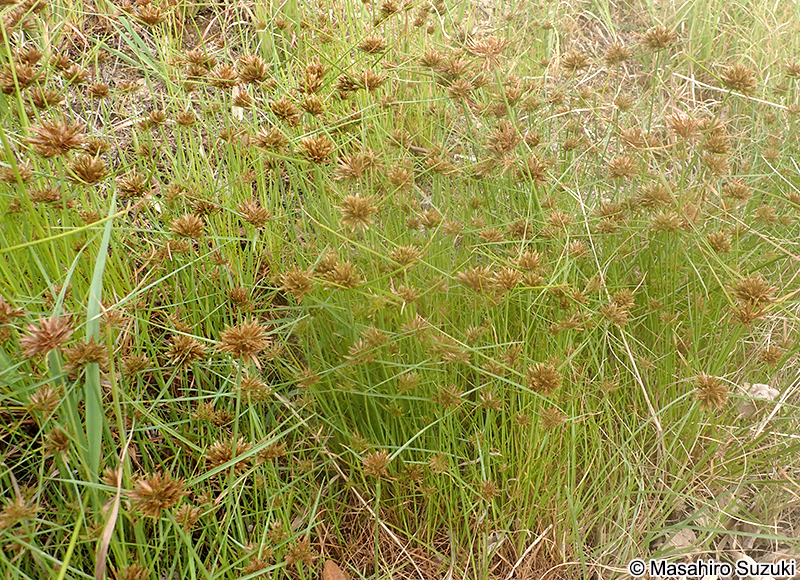 イガガヤツリ Cyperus polystachyos
