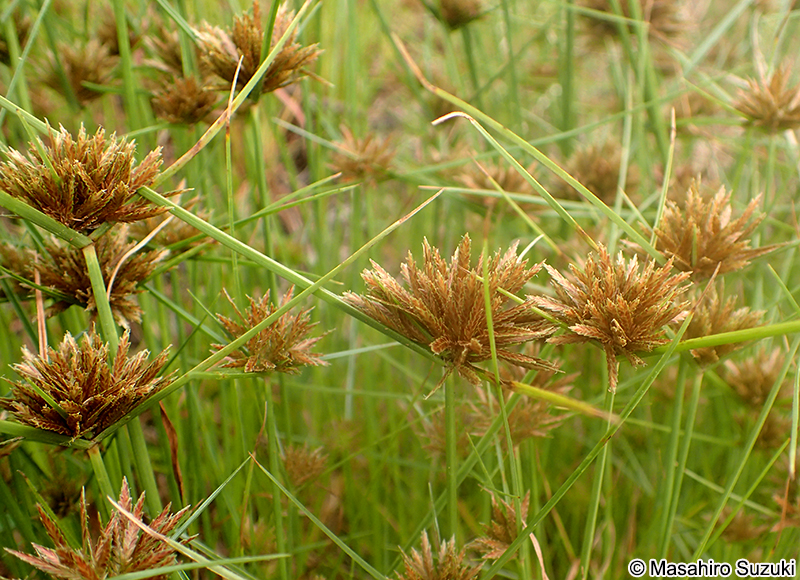 イガガヤツリ Cyperus polystachyos