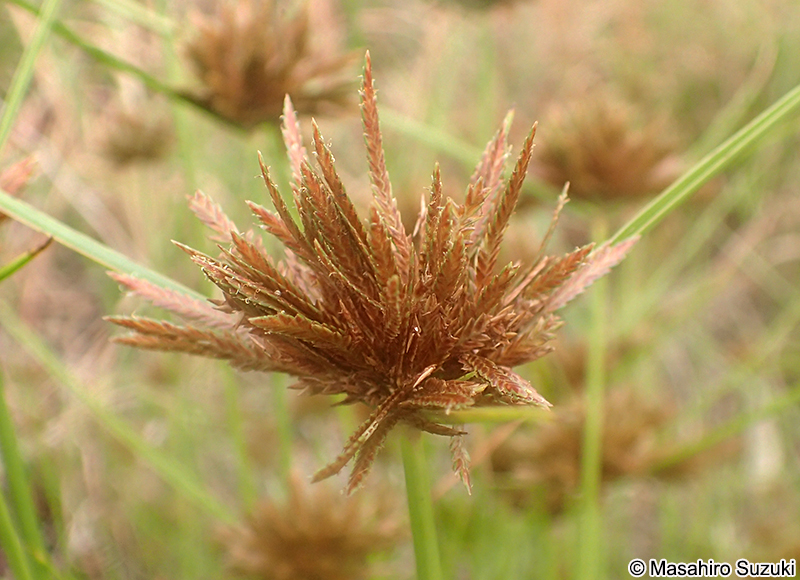 イガガヤツリ Cyperus polystachyos